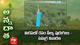 Integrated Pest Management in Chilli  | మిరపలో రసం పీల్చు పురుగులు సమగ్ర నివారణ | ETV Telugu