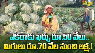 How to Grow Cauliflower | ఎకరాకు ఖర్చు రూ.50 వేలు.. మిగులు రూ.70 వేల నుంచి లక్ష..!! Tone Agri