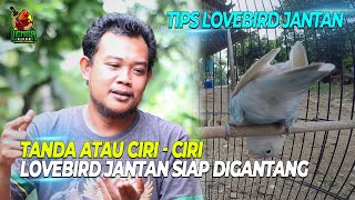 CIRI - CIRI LOVEBIRD JANTAN YANG SIAP DIGANTANG || TIPS LOVEBIRD JANTAN