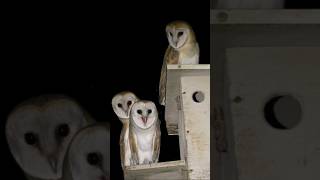 Charming Voice of Barn Owl | Barn Owl Calling Sounds