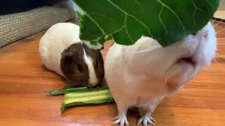 POV Of You Being Eaten By A Guinea Pig