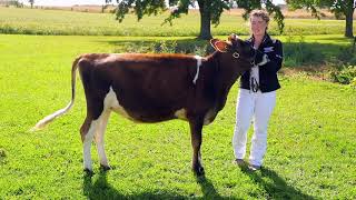 Selecting an Animal to Show as a 4-H Ontario Project -  DAIRY