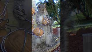 被鐵絲綁核桃徹底整崩潰了，露出了震驚的小表情｜Squirrel’s Nutty Breakdown #wildlife #squirrel #funnyanimal