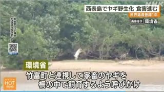 西表島 家畜が野生化したヤギで「食害」 環境への影響を懸念 沖縄県(動物愛誤)(農業損害)(自然破壊)(製造車禍.人身被害)(アニマルホーダー.動物囤積症.Animal Hoarding)(狂犬病)