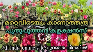 100ൽ അധികം അഡീനിയം ചെടികൾ കുറഞ്ഞ വിലയിൽ/adenium plant care/gardenin /plants/gardening ideas for home