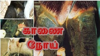 காணை நோய் | Canine disease