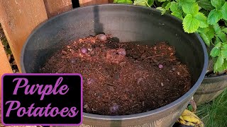 Harvesting Purple Potatoes 2021 | Lessons Learned