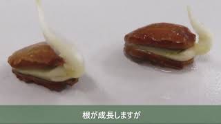 ゴーヤの発芽方法