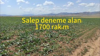 Yüksek rakım salep deneme alanı 1.yıl - 7 farklı tür - salep - salep yetiştiriciliği