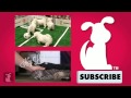 world pup bloodhounds vs. pug puppies