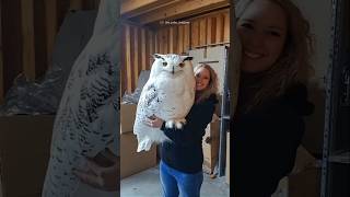 What a big owl 🦉#owlbird #shorts #video