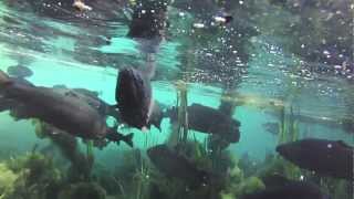 Contour Roam 720p 30fps Trout Fish Hatchery @ Meremac Springs Park underwater and above water test