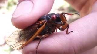 Screaming Cicada