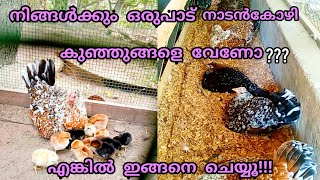 #പുള്ളിക്കോഴികൾ#അട #ഇരിക്കുന്നത്#കാണണോ?#Cfarmingmedia