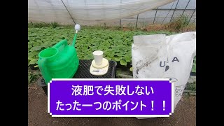 液肥で失敗しないたった一つのポイント