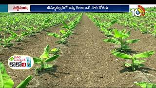 అరటి నాట్లలో మెళకువలు | Techniques in Banana Cultivation | Matti Manishi | 10TV