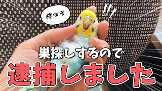 そらちゃん現行犯逮捕！最近巣探しして困ってます💦【飼い主の小話/ブランケット途中経過】【セキセイインコ】