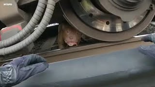 MTA officers save dog hiding under Metro North train