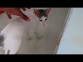 நாங்கள் வளர்க்கும் ஓணான் குட்டியின் சேட்டைகள் cats u0026 kittens tamil cat owner