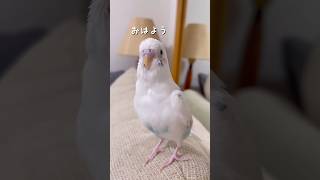 朝のごあいさつ🐥✨ #セキセイインコ #おしゃべりインコ #animals