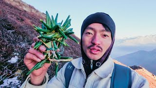 i climbed HIGHEST PEAK to shearch HIMALAYAN herbs as Christmas GIFT