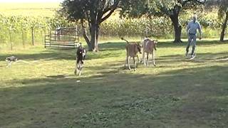 LeaningTreeSlick_on_Calves_9-11-11.mpg