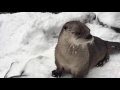 Snow day for rescued river otters at Oregon Zoo