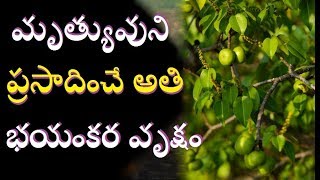 ఈ చెట్టు తాకితే  మృత్యువుని ఆహ్వోనించినట్టే/The World's Most poisonous deadliest Tree/Telugu media