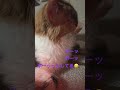 癒される動画 猫動画 三毛猫 猫のいる暮らし