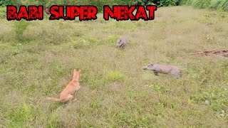 BABI BESAR SUPER NEKAT DI KEBUN SARAI ‼️FULL KEJARAN SORE