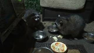 Raccoon Dinner Time! Jan 21st, 2024 (Raccoon Feeding)