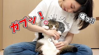 【悲報】甘えん坊猫がママに噛みついてしまいました…泣