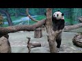 20200528 圓仔打食不容易 躺吃竹葉最省力 giant panda yuan zai