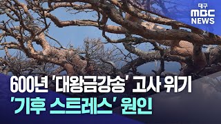 600년 '대왕금강송' 고사 위기..'기후 스트레스' 원인 | 대구MBC뉴스