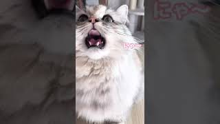 猫語翻訳アプリを使ってポワの気持ちを聞いてみた！ #猫語翻訳アプリ #猫語 #猫