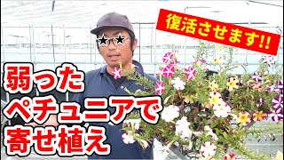 弱ったペチュニア苗で寄せ植えしてみた 園芸 ガーデニング 初心者ｂｙ園芸チャンネル 253