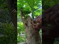 how to papaya air layering in nature #satisfying #graftingfruittrees