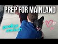 Shipping our Dog Back to the Mainland // Hawaii Travel Nurse Family