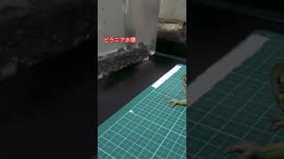 ピラニアを見つめるカエル