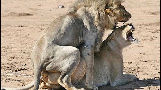 How this #lions went deep during #mating #matingseason #lionsmating #animals #animation #animegirl