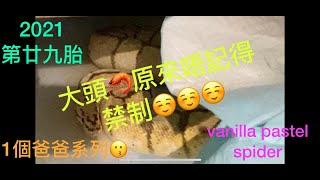 21年胎#29 vanilla pastel spider $3500/1粒 尾聲系列，得一個爸爸都成功中出。個爸爸仲要幾靚。想知系咩記得睇基因分析😍😍😍