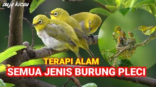 TERAPI AIR DAN MASTERAN UNTUK SEMUA JENIS BURUNG PLECI YANG MACET BUNYI,DIJAMIN AMPUH.