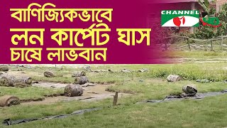 বাণিজ্যিকভাবে লন কার্পেট ঘাস চাষে লাভবান