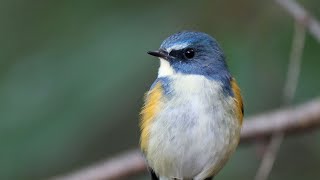 今季初のルリビタキの雄（北本自然観察公園）