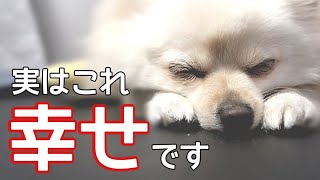 たったこれだけ？愛犬への愛情の伝え方【犬の飼い主】