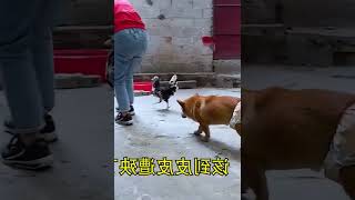 戴上面具就变成猫？女主人测试狗狗有啥反应？狗：妖怪！   西瓜视频 #004