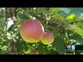 local orchards in store for a promising apple picking season