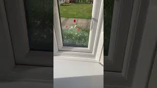 UPVC Brown on White Window Finish DIY