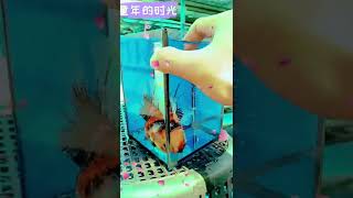 #Goldfish #金鱼