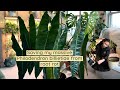 Saving my massive Philodendron billietiae from root rot/dry rot. repotting and cleaning the leaves